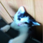 Mister Kitten